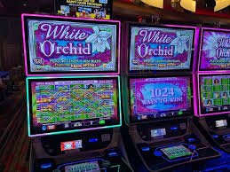 Live dealer at Shio table on kdslot link platform